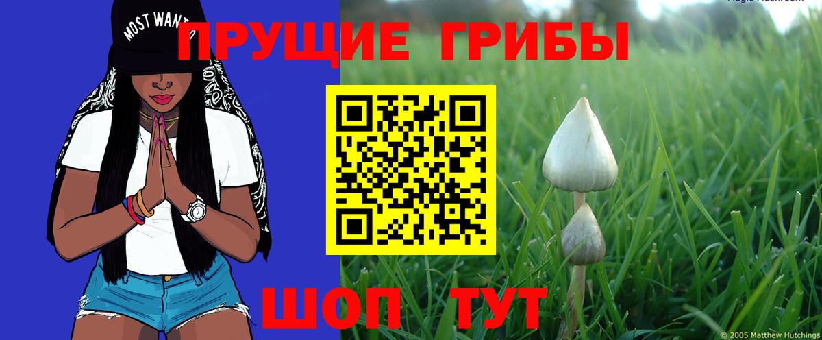Чернушка  Псилоцибиновые грибы GOLDEN TEACHER  Галлюциногенные грибы GOLDEN TEACHER  наркотики  Вход с VPN 